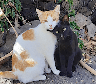Purr, Meow!
