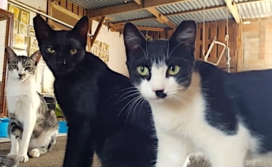 Three of the coolest cats you’ll ever see!