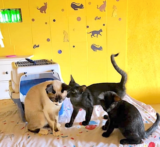 Kitties in the Dreamland playroom