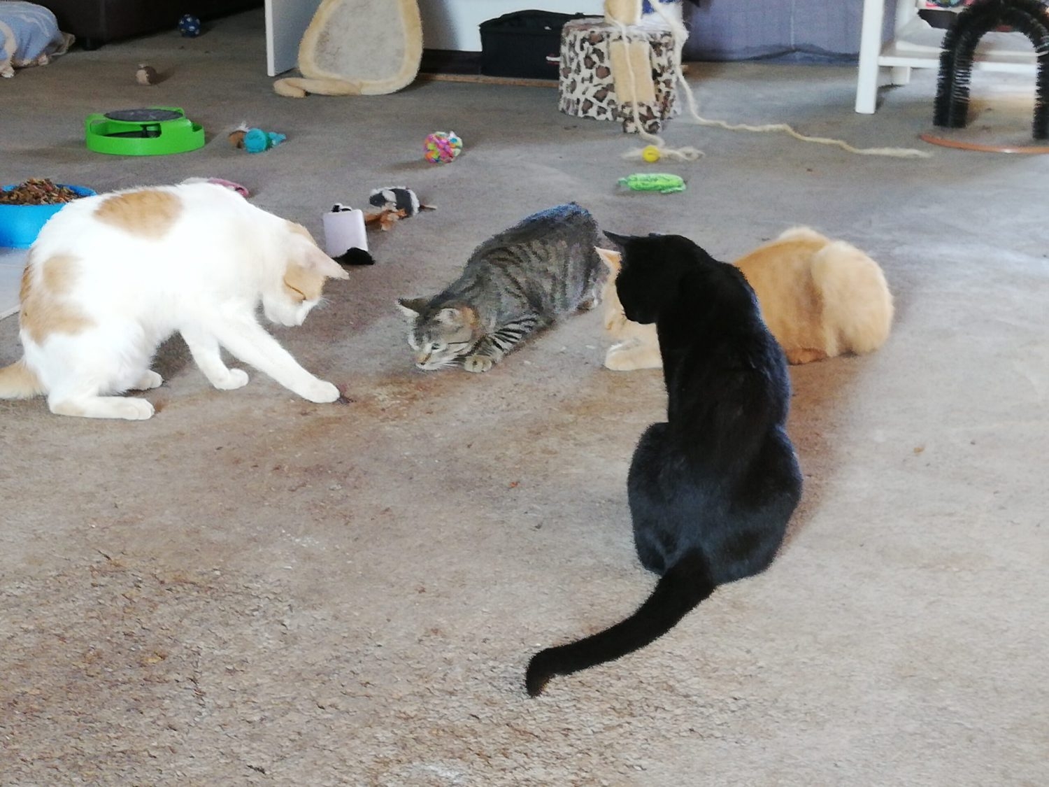 Cats at dreamland