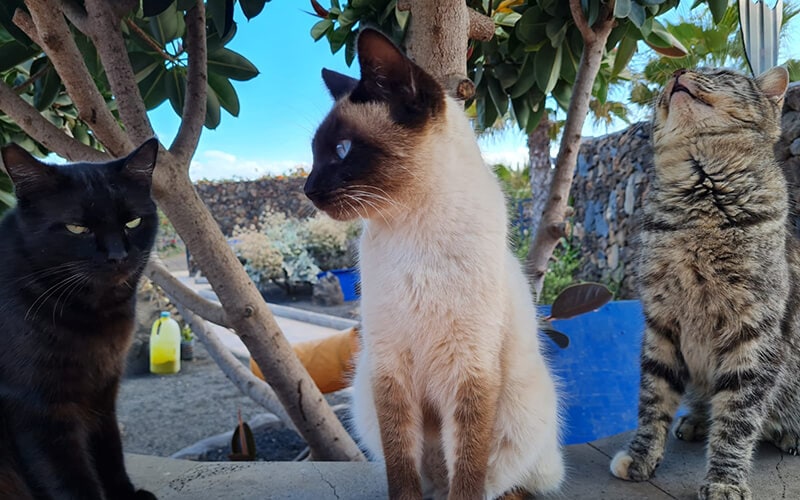 Dreamland for Cats
