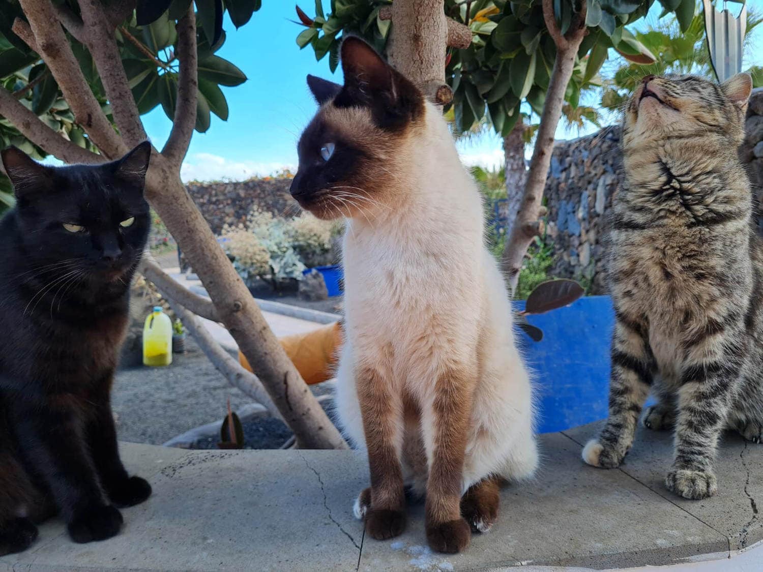 adopt2