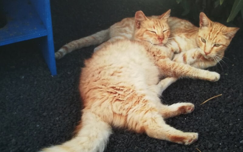 FOSTER A FURRY FRIEND
