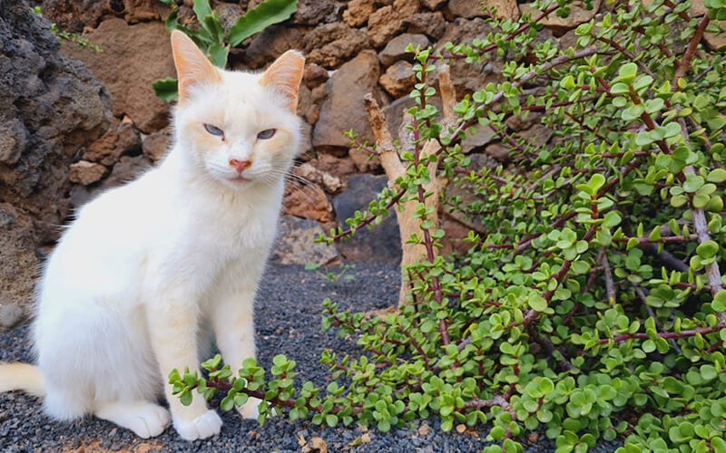 TRAP, NEUTER, RELEASE